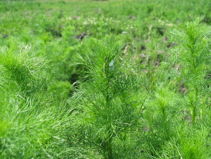 Cucullia chamomillae - székfű-csuklyásbagoly