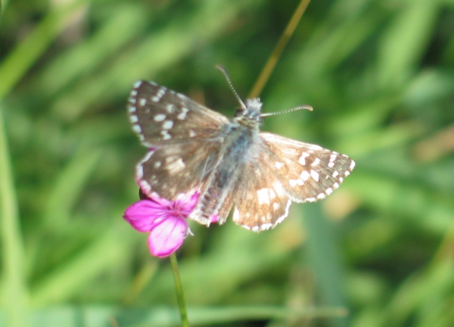 Pyrgus armoricanus - feles busalepke