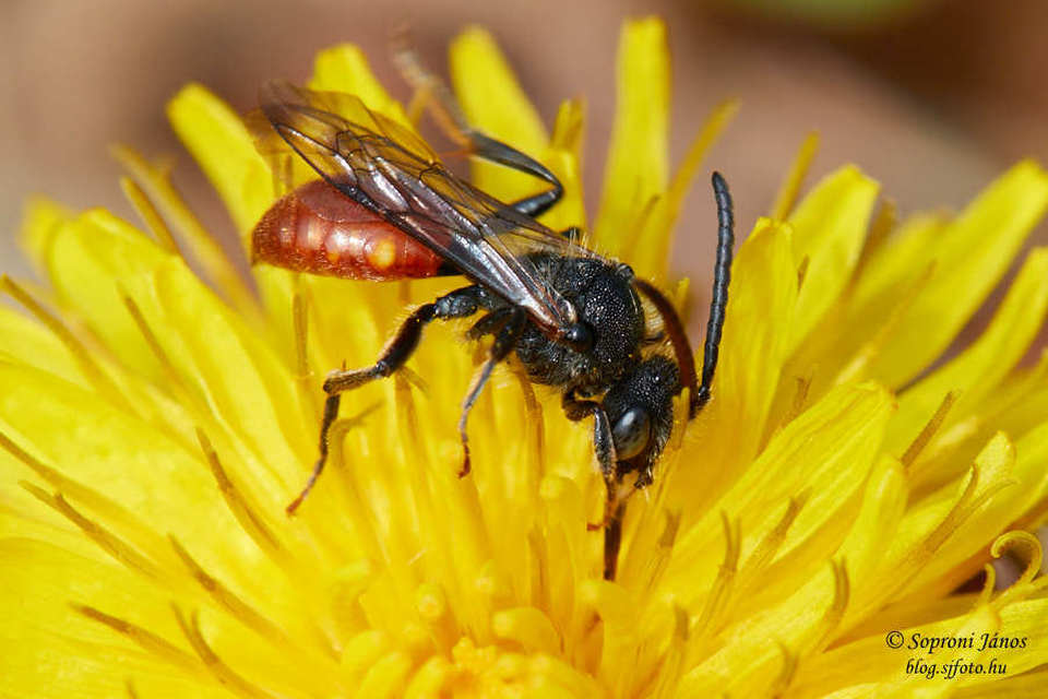 Hymenoptera - Hártyásszárnyúak