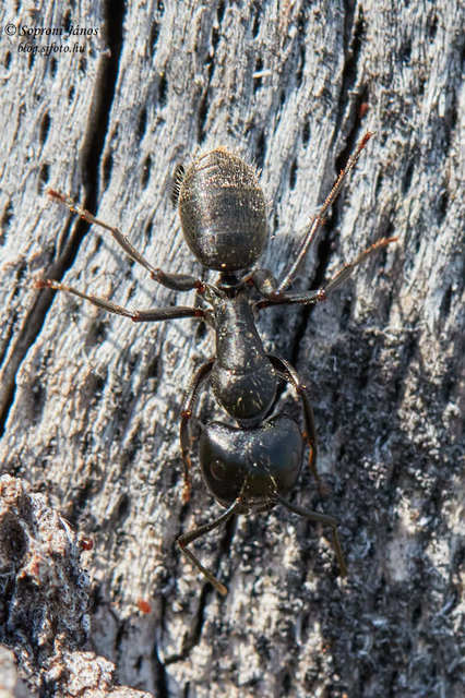 Camponotus vagus - fekete lóhangya