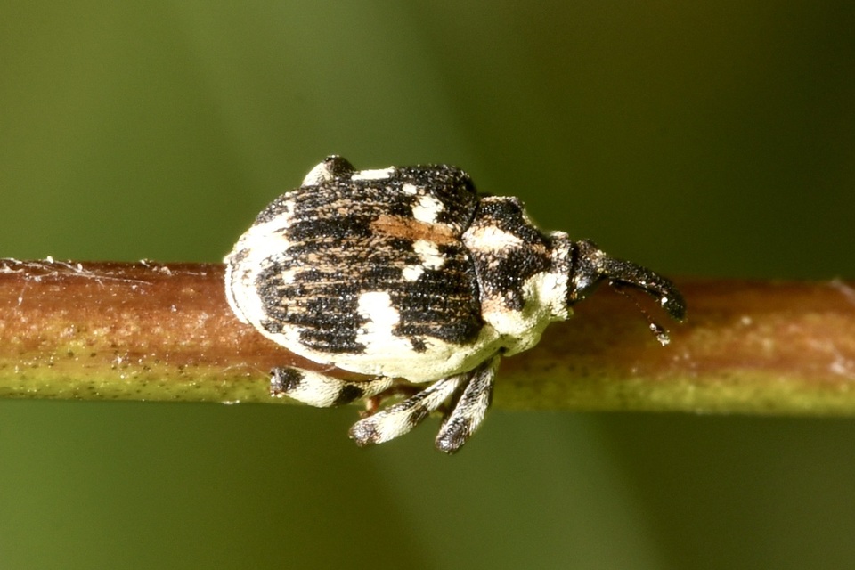 Hadroplontus trimaculatus - háromfoltos aszatormányos
