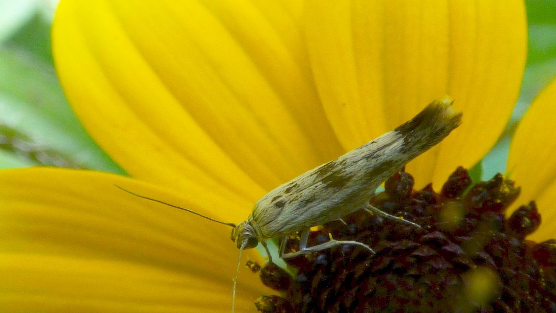 Scythris limbella - parajfonó zöldmoly