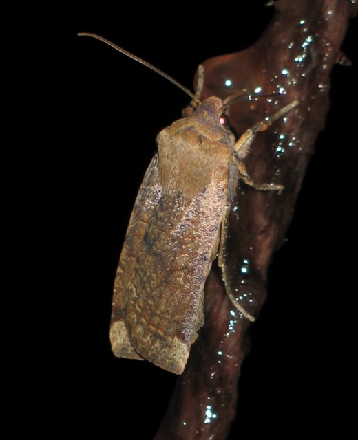 Conistra veronicae - veronika-őszibagoly