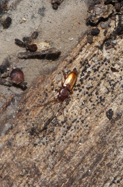 Laemophloeidae - szegélyeslapbogár-félék