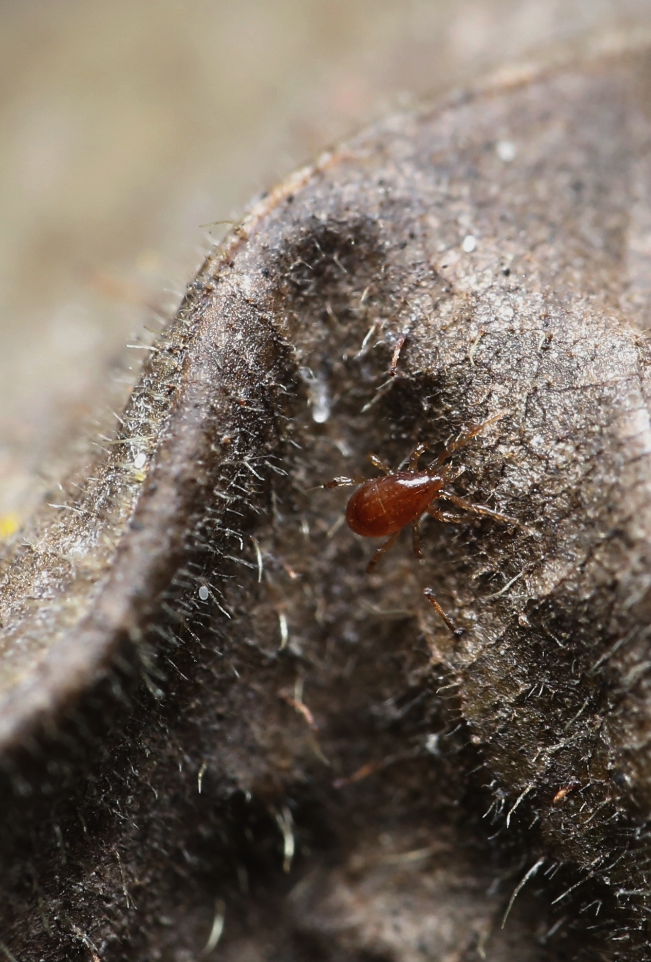 Parasitidae