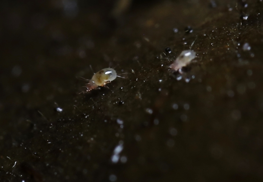 Acaridae