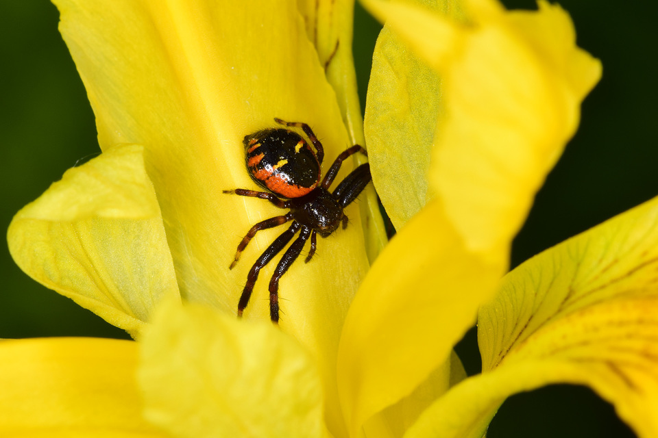 Synema globosum - fekete-sárga karolópók