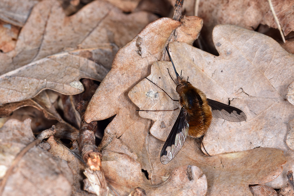 Bombylius major - szegélyes pöszörlégy