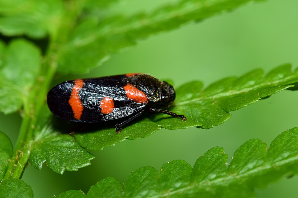 Cercopis arcuata/sanguinolenta