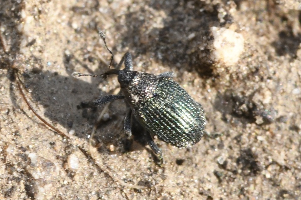 Ceutorhynchus erysimi - kis repcsény-ceutormányos