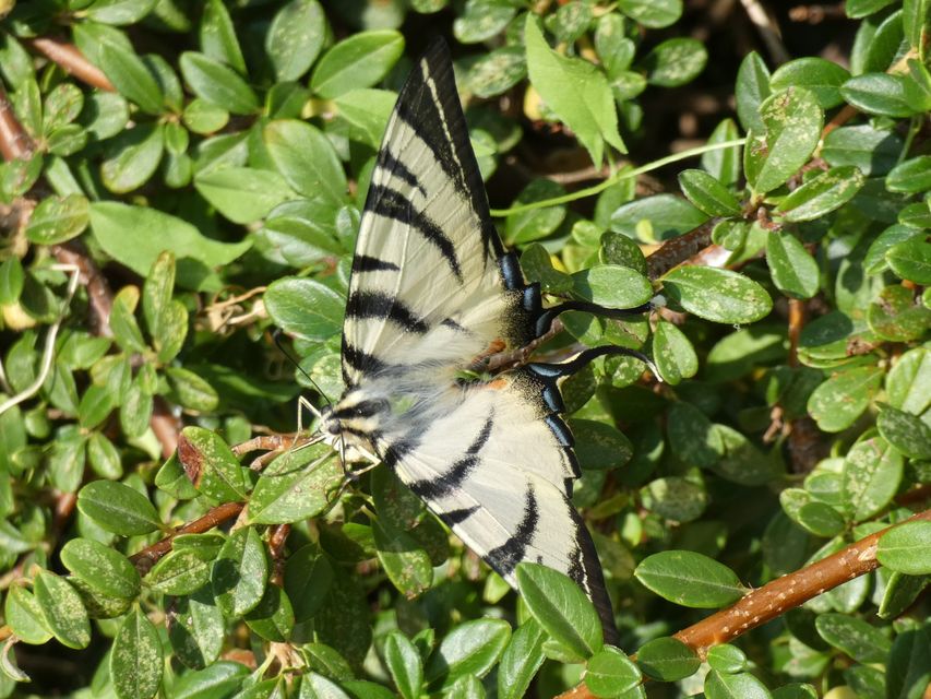 Iphiclides podalirius - kardoslepke