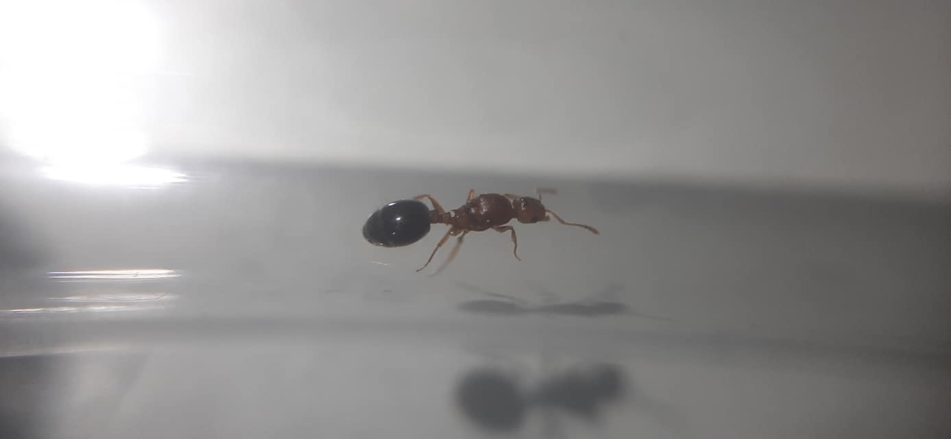 Temnothorax clypeatus - rozsdás kéreghangya