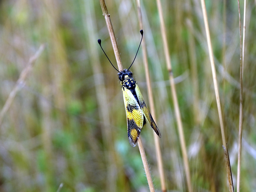 Libelloides macaronius - keleti rablópille