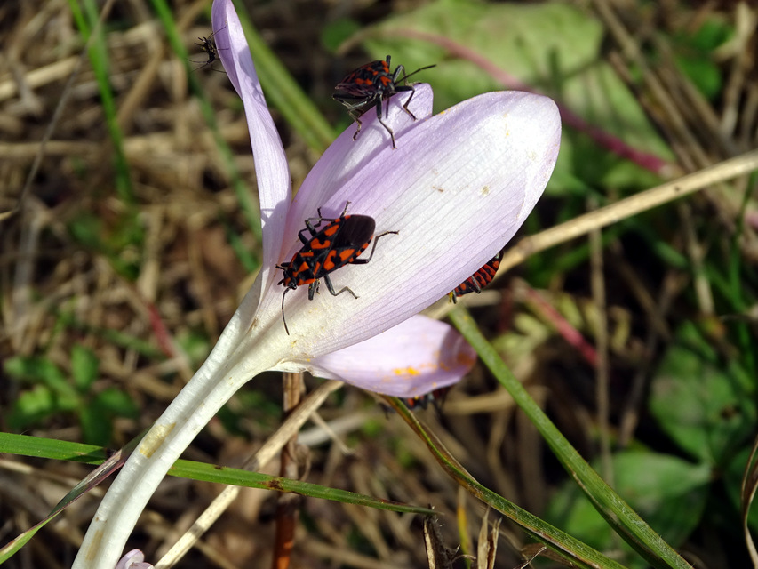 Spilostethus saxatilis - virágbodobács