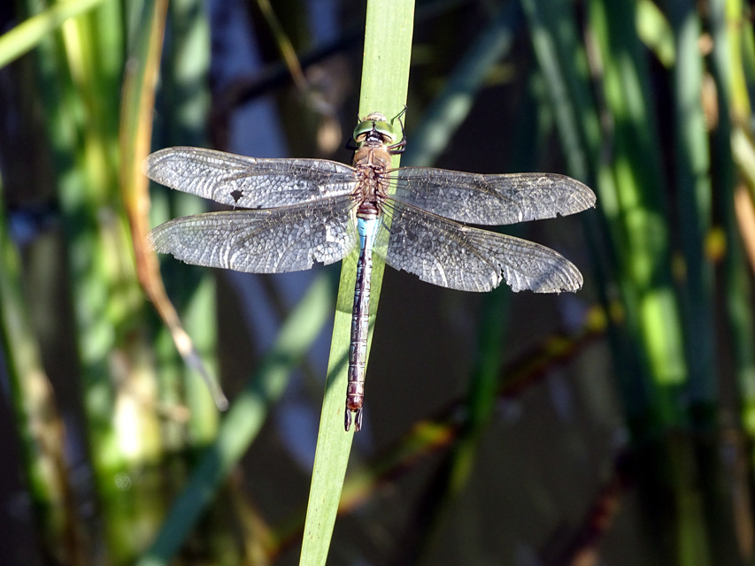 Anax parthenope - barna óriásacsa