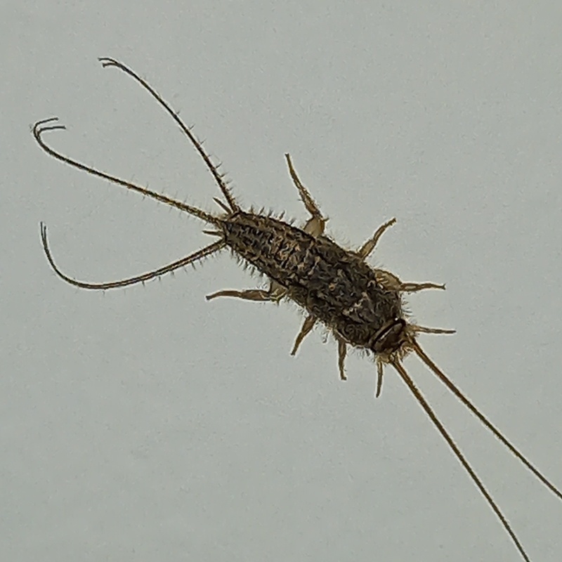 Ctenolepisma lineatum - sávos ősrovar