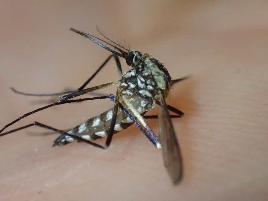 Aedes japonicus - japán bozótszúnyog