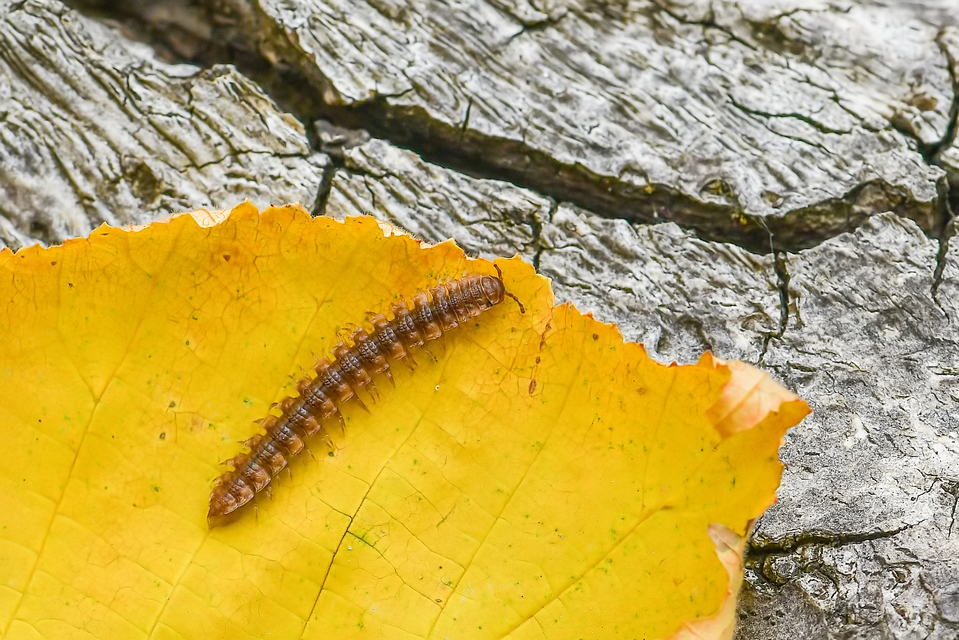 Polydesmus