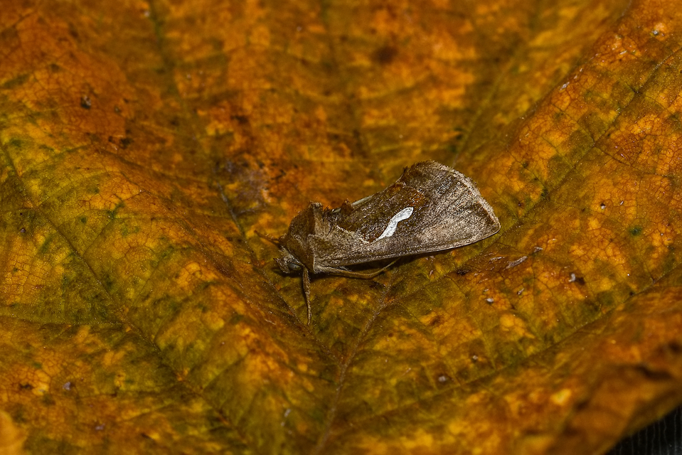 Macdunnoughia confusa - cseppfoltos ezüstbagoly