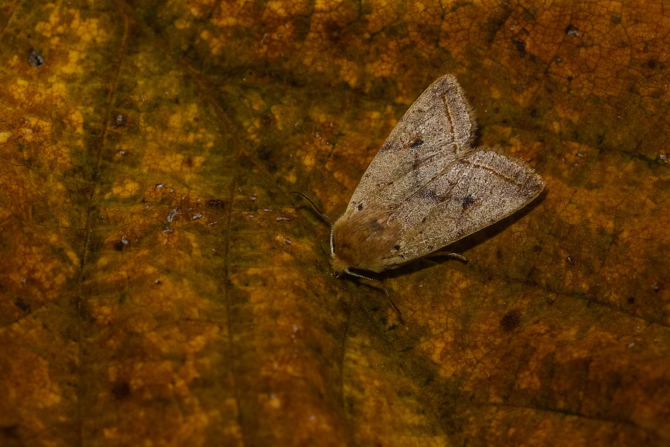 Leptologia macilenta - gyertyán-őszibagoly