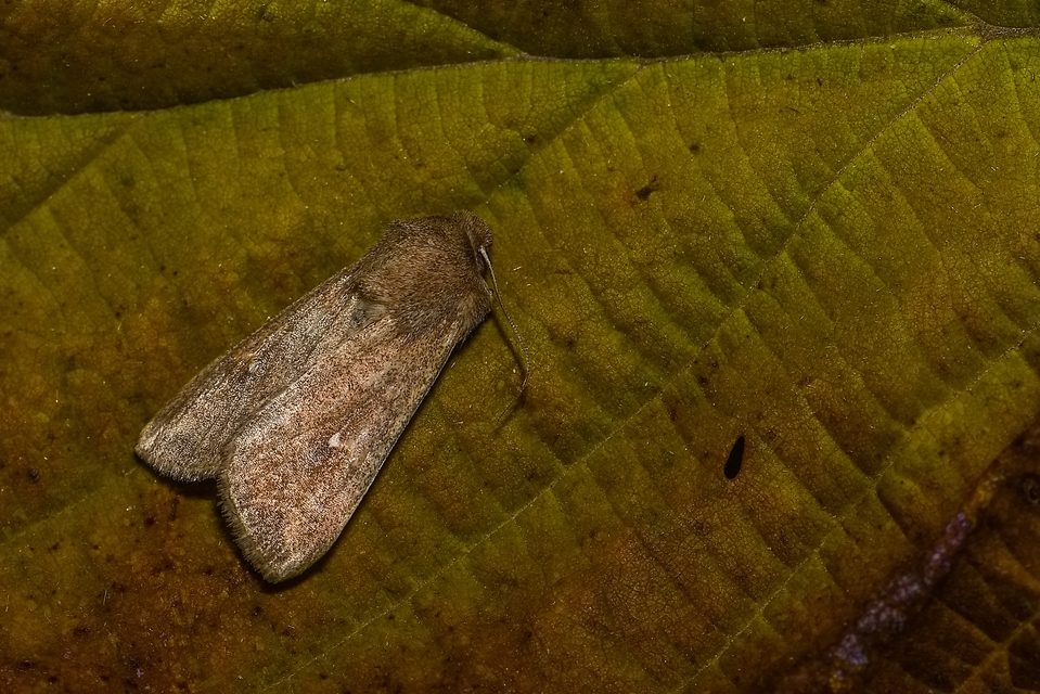Mythimna albipuncta - fehérpettyes rétibagoly