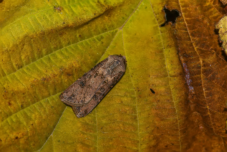 Agrotis segetum - vetési földibagoly