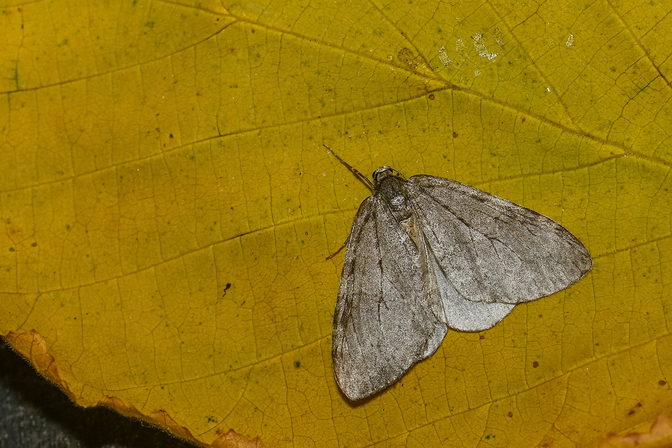 Epirrita christyi/dilutata