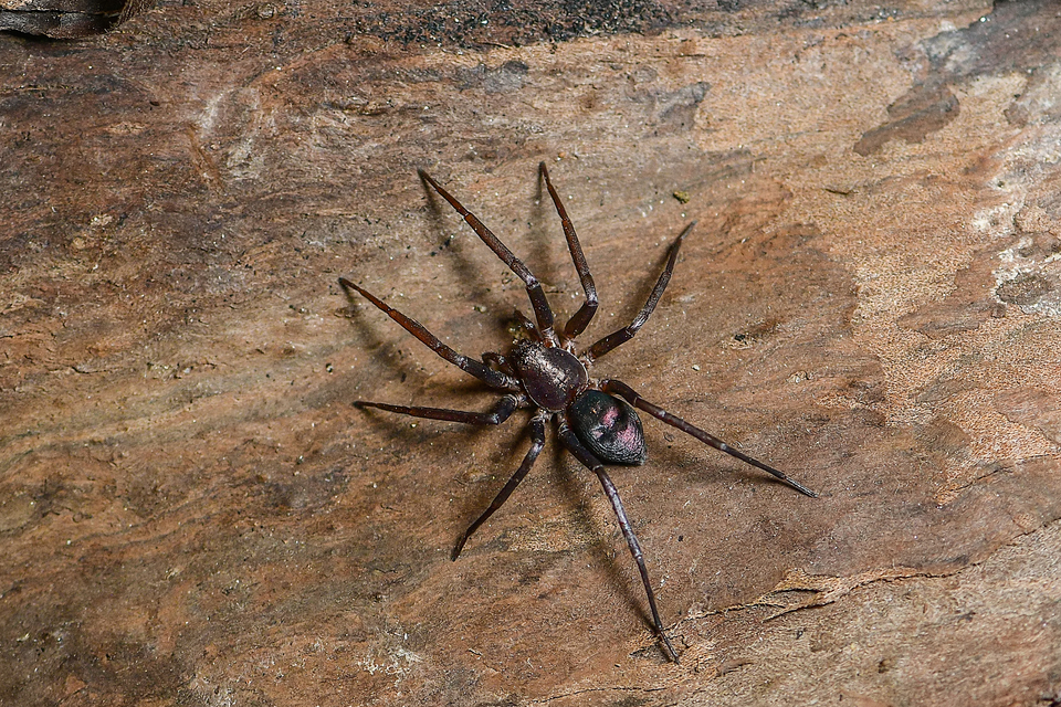 Drapeta rutilans - csillogó avarpók