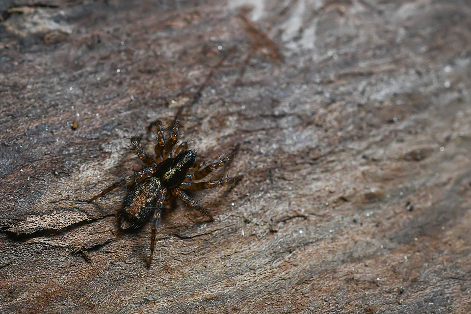 Textrix denticulata - fogas zugpók