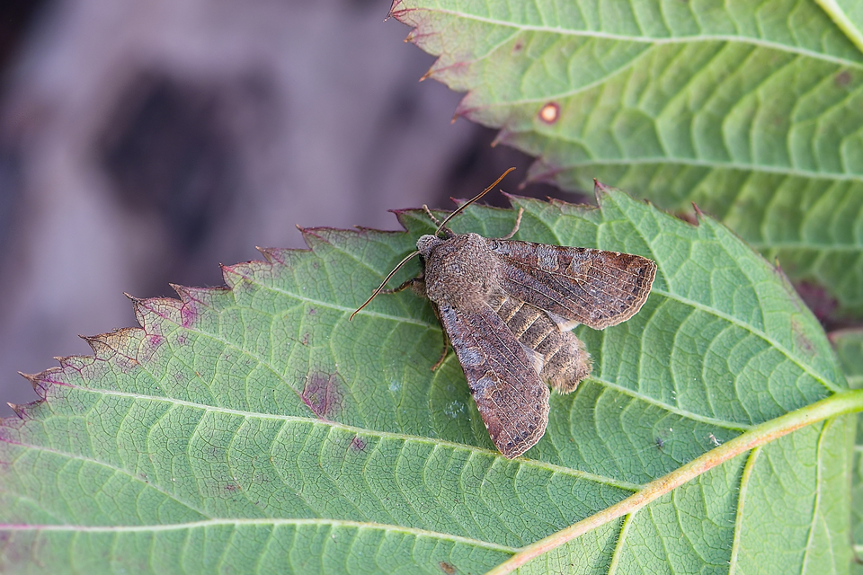 Conistra rubiginosa - szürke télibagoly
