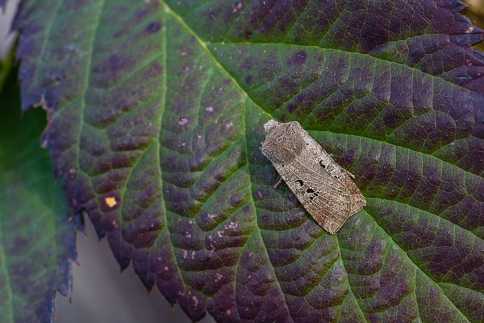 Conistra rubiginosa - szürke télibagoly