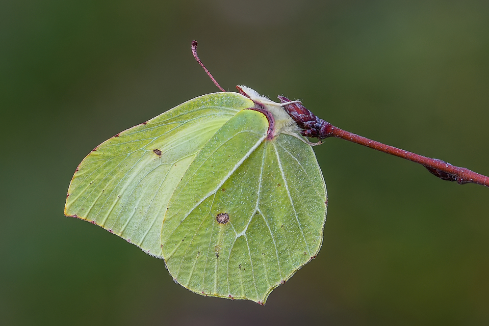 Gonepteryx rhamni - citromlepke
