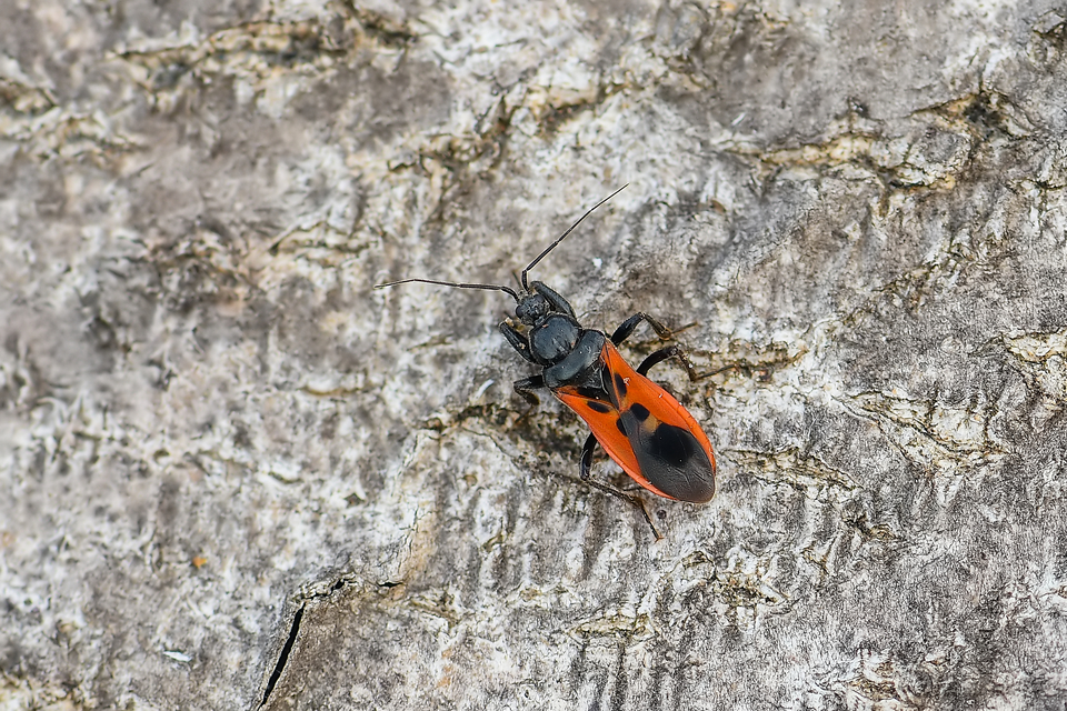 Peirates hybridus - foltos rablópoloska