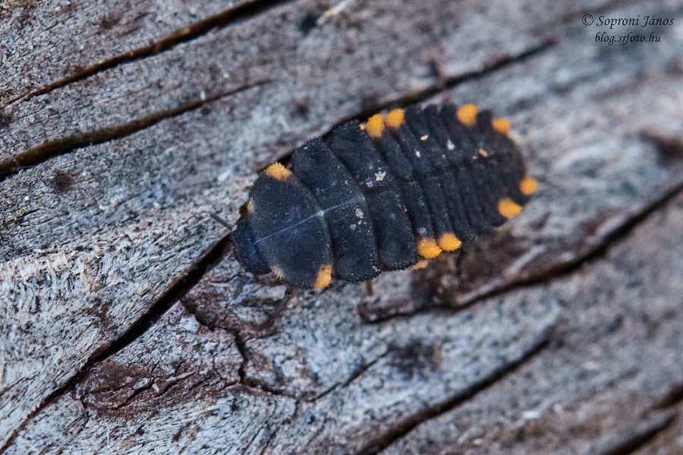 Endomychus coccineus - négypettyes álböde