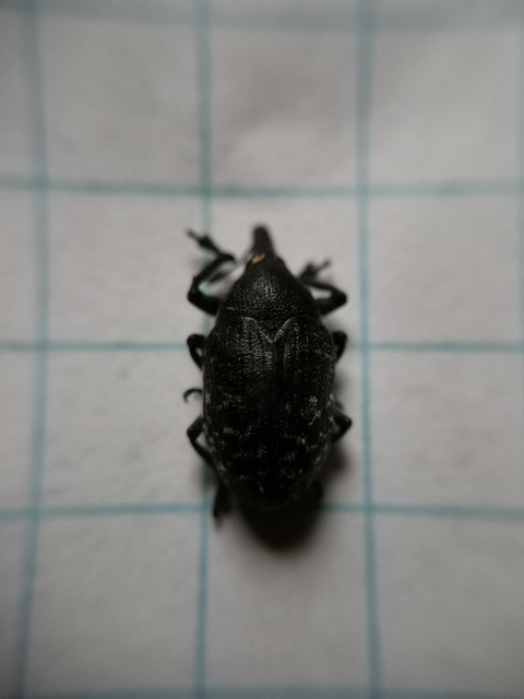 Larinus turbinatus - kúposorrú púderbarkó