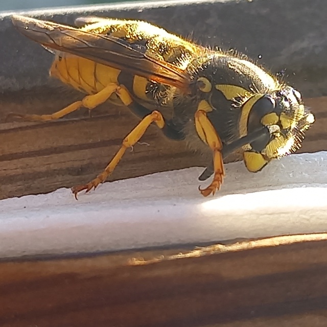 Vespula germanica - német darázs