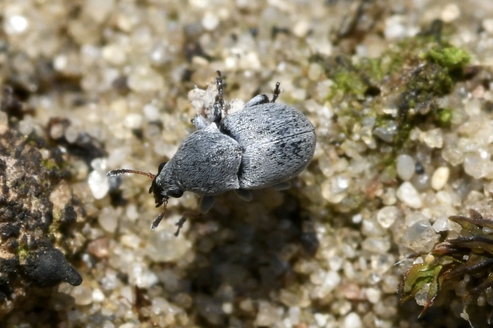 Bruchela schusteri - Schuster-rezedabogár