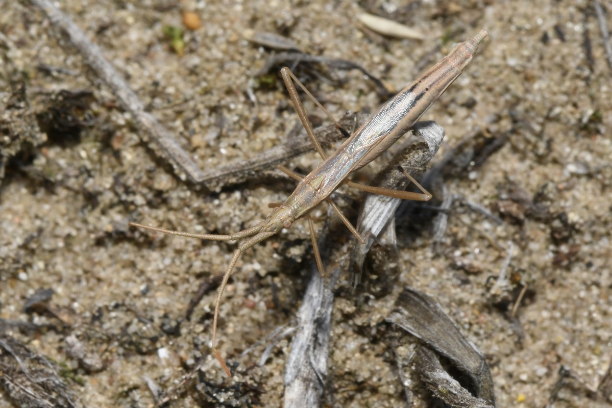 Chorosoma gracile