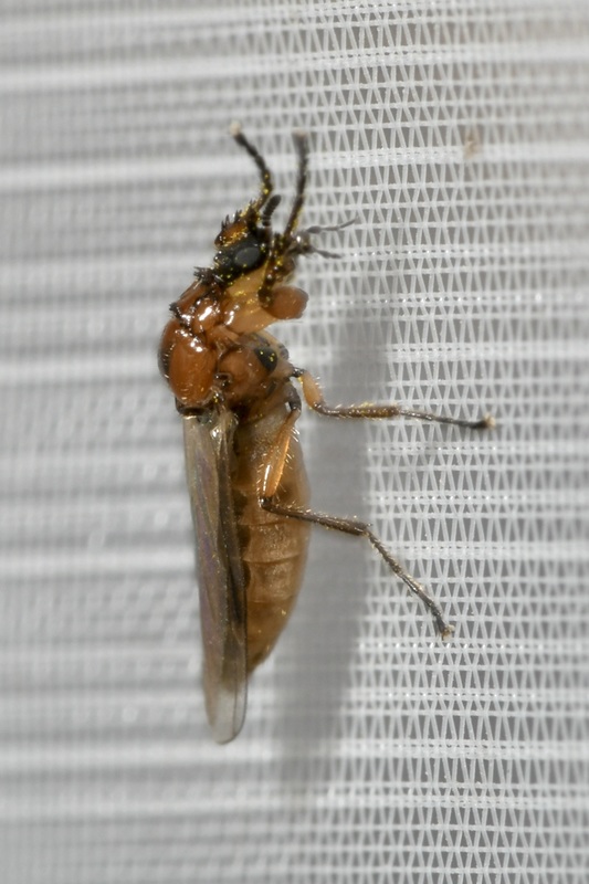 Dilophus bispinosus