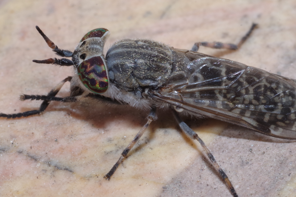 Haematopota pluvialis - esőthozó pőcsik