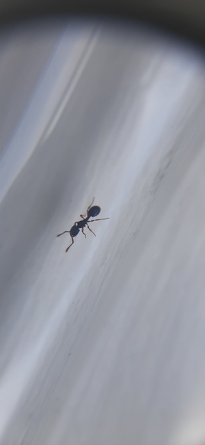 Myrmecina graminicola - ráncoshangya