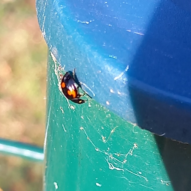 Exochomus quadripustulatus - négyfoltos szerecsenkata