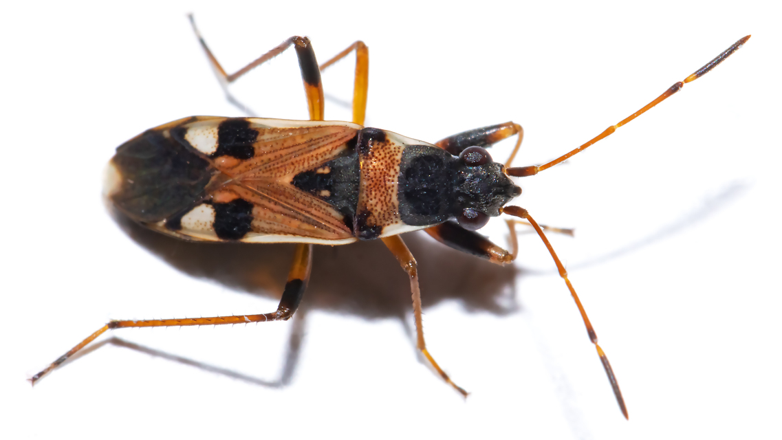 Beosus quadripunctatus - pettyes homokibodobács