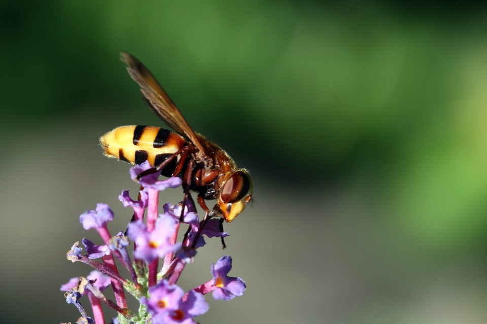 Volucella zonaria - kétöves pihelégy