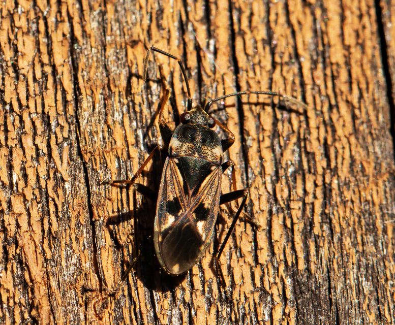 Rhyparochromus vulgaris - közönséges díszesbodobács