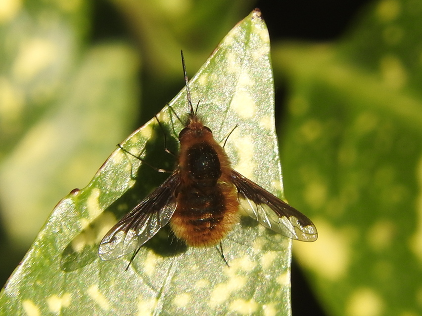 Bombylius major - szegélyes pöszörlégy
