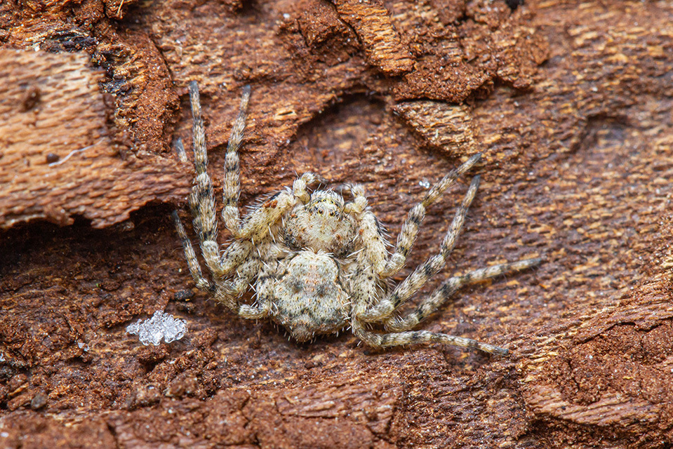 Philodromus poecilus - cifra karolópók