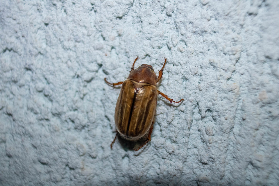 Amphimallon solstitiale - bordás sárgacserebogár