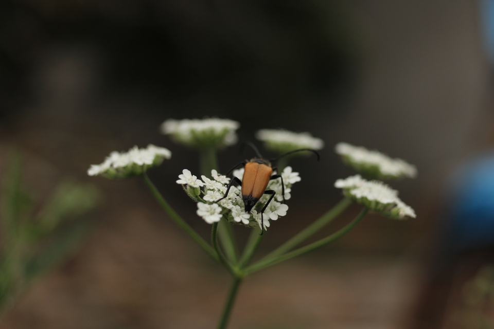 Stictoleptura fulva - vörhenyes virágcincér