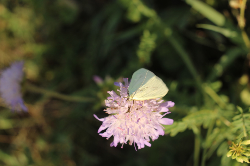 Sitochroa palealis - kénszárnyú dudvamoly